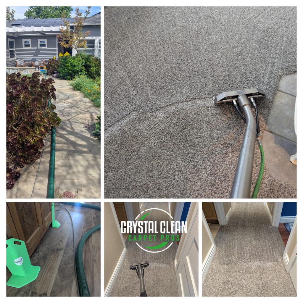 carpet cleaning service using a professional extraction system on gray carpeting with hoses and equipment visible